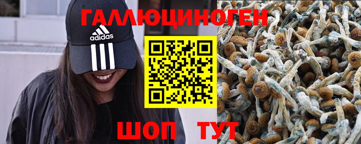 Муром  Псилоцибиновые грибы Psilocybine cubensis  Вход с VPN 